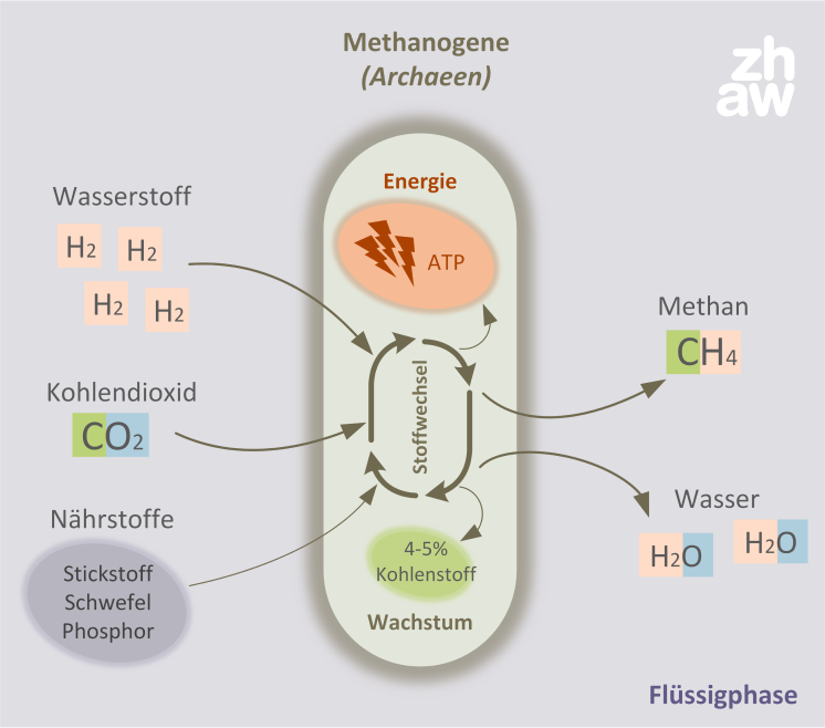 Vereinfachte Darstellung der Methanogenese von Kohlendioxid durch methanogene Mikroorganismen (Archaea). Quelle: zhaw
